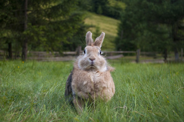 The decorative rabbit / Rabbits are small mammals in the family Leporidae of the order Lagomorpha, found in several parts of the world.