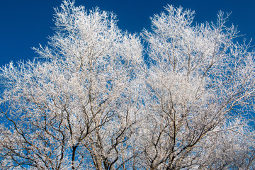 Mit Raureif überzogene Bäume im Winter