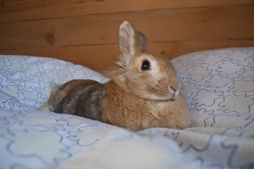 The decorative rabbit / Rabbits are small mammals in the family Leporidae of the order Lagomorpha, found in several parts of the world. © vkhom68