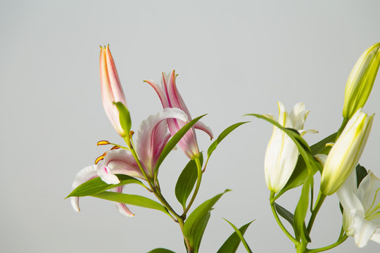 Fototapeta Beautiful flowers in bloom isolated on a grey wall background