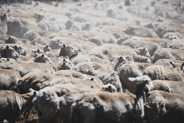 Obraz premium Flock of sheep at Patagonia, Chile