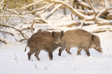 Wildschweine im Morgenlicht