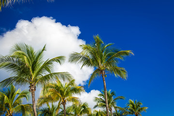 Fototapeta na wymiar Green coconut palm trees on dark blue sky with white clouds. Pho