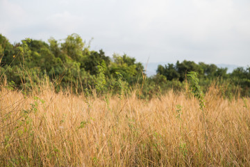 Grass flower in forest