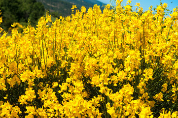 Ginestra