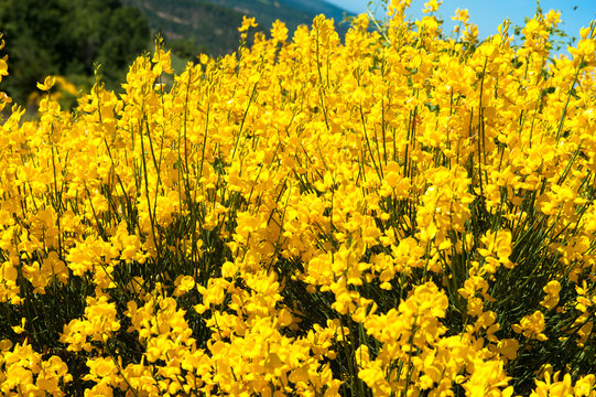 Ginestra