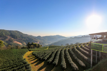 Landscape of Oolong tea farm in Thailand
