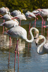 Pink Flamingo (Phoenicopterus ruber) in Camargue, France