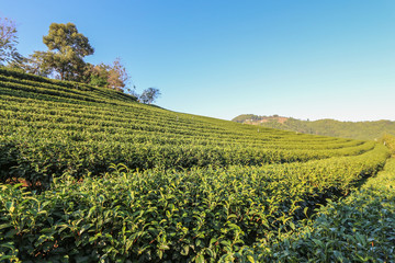 Fototapeta na wymiar Tea plantation on hill