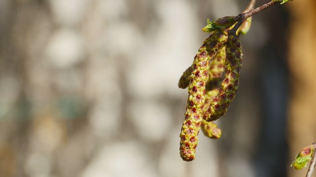 Birch burgeon in the wind