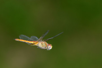 Dragonfly flying with the wings