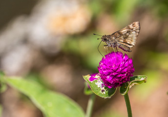 Obraz premium Flor roxa.