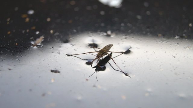 รูปภาพGerridae เลือกดูภาพถ่ายสต็อก เวกเตอร์ และวิดีโอ6,377 Adobe Stock