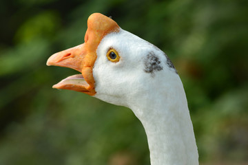 White Goose head with orange beak