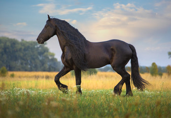 Naklejka premium Frisian horse run