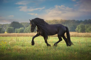 Fotobehang Friese paardenren © ashva