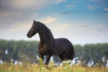 Fototapeta na wymiar Frisian horse run