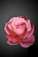 Rosa singola su sfondo gradiente grigio