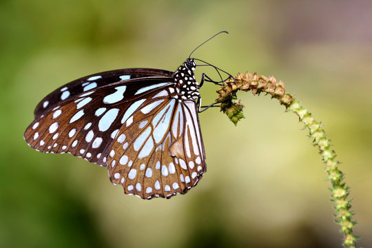 Butterfly with beauty wing on the branch (Blue Glassy Tiger)