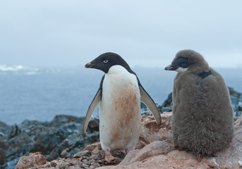 Fototapeta premium Adelie penguin with chick standing on rocky hill, looking at the sea, Antarctica, Antarctic Peninsula