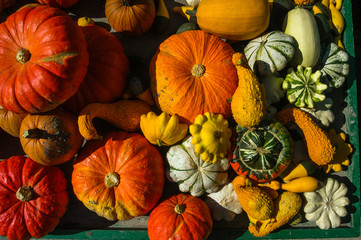 Pumpkins in Brittany