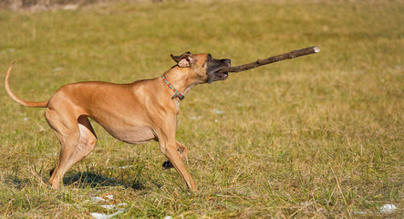 Happy great Dane playing with large stick facing right