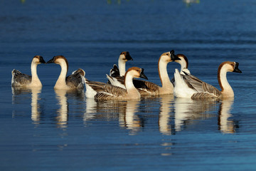 Group of Goose swimming on the lake