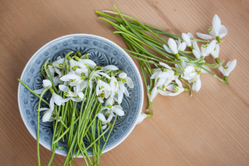 snowdrops topview