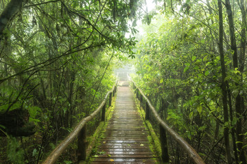 Naklejka premium Evergreen forest at nature trail in doiinthanon national park, Thailand