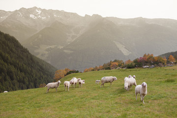 Fototapeta premium flock of sheep in an italian mountain pasture