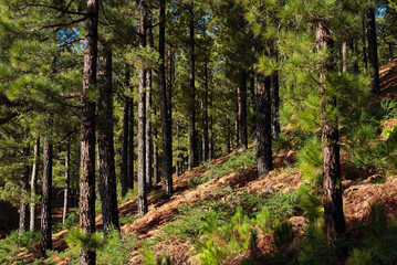 La Palma