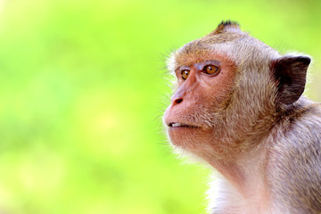 Monkey face isolated on green background