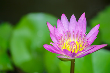 Obraz premium Beautiful lotus bloom bright