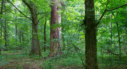 Fototapeta na wymiar Natural mixed stand of Bialowieza Forest