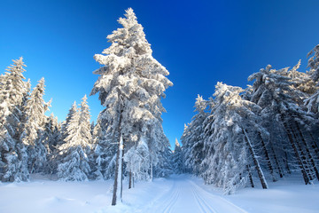 Spaziergang im Winterwald