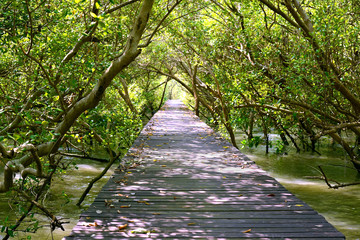 Wood bridge under tunnel of Mangrove tree