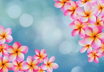 Foto auf Acrylglas Frangipani Pink flower frangipani or plumeria bunch on blue bokeh backgroun
