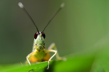Cricket insect head