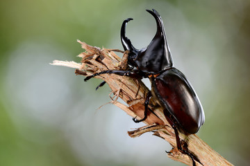 Stag or Rhinoceros beetle on wood