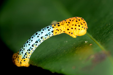 Blue and yellow Butterfly Caterpillar crawling on leaf