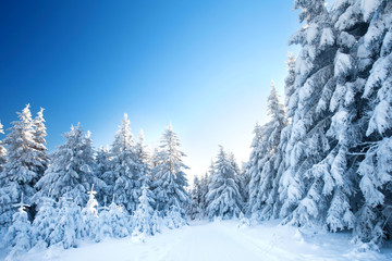 Schnee, Wald, Winter