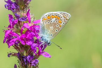 Butterfly on a pink flower.