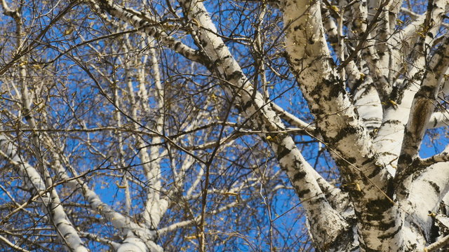 View of birch trees