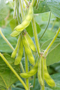Young green soya bean.