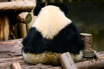 Back of baby Giant panda bear look like sad and lonely