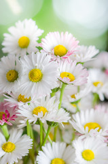 Obraz premium Bouquet of small delicate daisy, close-up