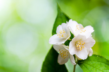 Beautiful flowers of a jasmin, close up.