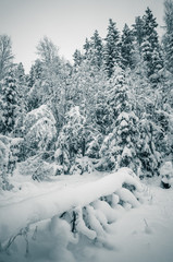 Winter snow covered trees. Viitna, Estonia.