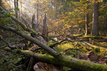 Fototapeta premium Old oak tree broken and sunbeams above