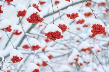 Clusters of the bright ripened mountain ash under snow